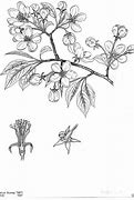 Image result for Malus Tree