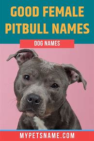 Image result for Female Pitbull Names