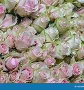 Image result for Pink and Green Rose Aesthetic