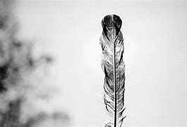 Image result for iPhone Black Feather Wallpaper