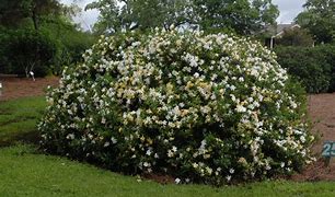 Image result for Cape Jasmine Gardenia