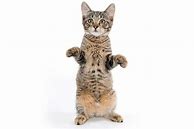 Image result for Cat Standing Hind Legs