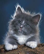 Image result for Cute Grey Kittens