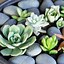 Image result for Landscaping with Succulents and Rocks