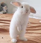 funny bunnies ਲਈ ਪ੍ਰਤੀਬਿੰਬ ਨਤੀਜਾ