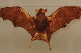 Image result for Bumblebee Bat Predators
