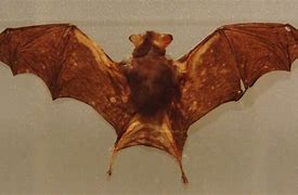 Image result for Actual Size Bumblebee Bat