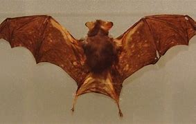 Image result for Bumblebee Bat Location