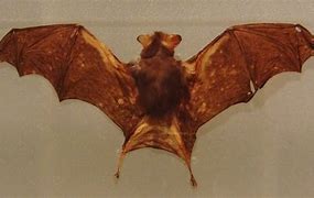 Image result for Bumblebee Bat Adult