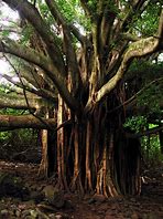 Image result for Ficus Aurea