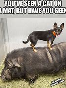 Image result for Dog Chasing a Hog Meme