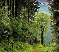 Image result for Forests in Europe