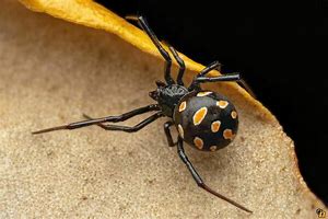 Image result for Smallest Latrodectus