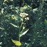 Image result for Parthenium integrifolium