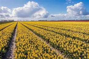 Image result for Tulips Holland Netherlands