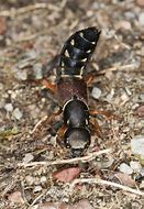 Image result for "rove-beetle"