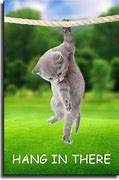 Image result for Hang in There Cat Meme