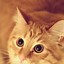 Image result for iPhone with Cat as Wallpaper