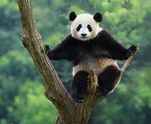 Image result for Panda Sitting On a Tree