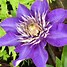 Image result for Blue Clematis