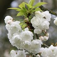 Image result for Prunus avium Annabella