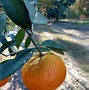 Image result for Satsuma Tangerine