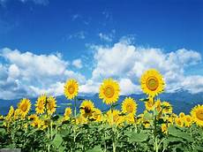 immagini piã di fiori foto fiori di prato per sfondi settemuse it immagini piã di fiori foto fiori di prato per sfondi settemuse it