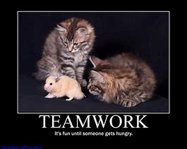 Image result for Funny Animal Teamwork Quotes