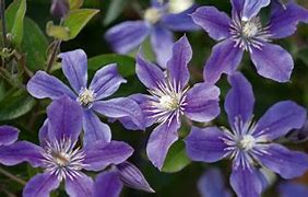 Image result for Herbaceous Clematis