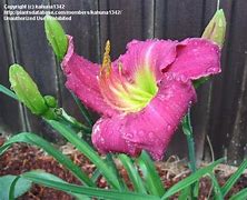 Image result for Hemerocallis Whoopy