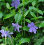 Image result for Purple Periwinkle Ground Cover