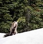 Image result for Fox Animal H