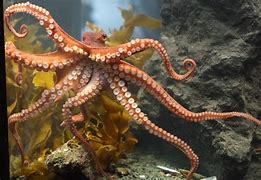 Image result for Paralarval Octopus