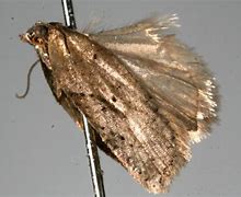 Image result for acornae