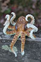 Image result for Cute Little Octopus