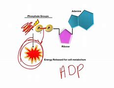 Image result for ADP Science