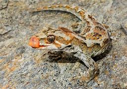 Image result for Rarest Gecko in the World