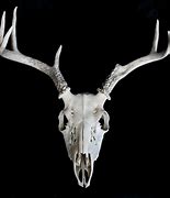 Image result for Deer Skull with Jaw