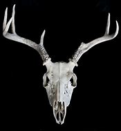 Image result for Deer Skull Lower Jaw