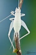 Image result for White Cricket Insect