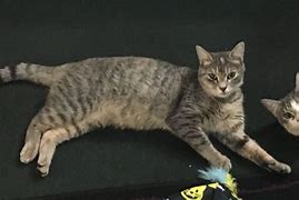 Image result for Grey and Orange Cat