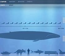 Image result for Blue Whale Next to a Human
