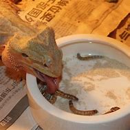 Image result for Reptile Food Pack