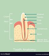 Image result for Incisor Tooth Human