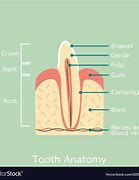 Image result for Incisor Sharp Teeth