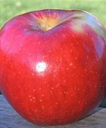 Image result for Red Akane Apples