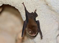 Image result for Mexican Long Ear Bat