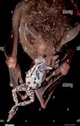 Image result for Frog Eating Bat