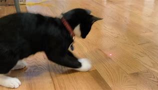 Image result for Cat Chasing Red Dot