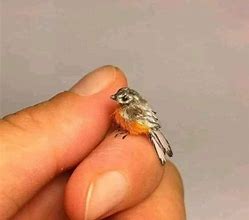 Image result for Smallest Bird Species